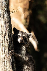 Young raccoon procyon lotor marinus forages for food in naples florida among the forest.