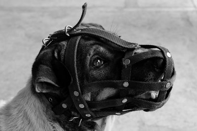 Close-up of dog looking away