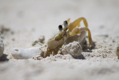 Close-up of crab on sand at beach