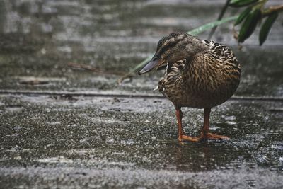 Close-up of bird perching on water