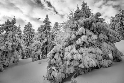 Snow covered pine trees against sky