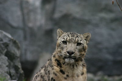 Portrait of a snow leopard