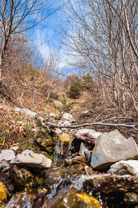 View of river in forest