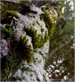 Close-up of moss on rock