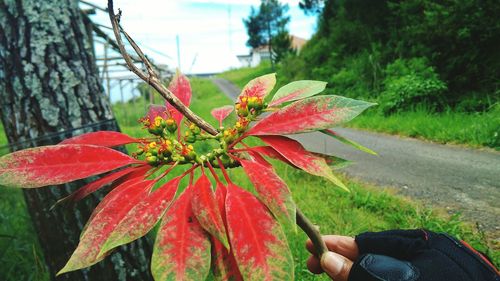 Close-up of red flower on plant