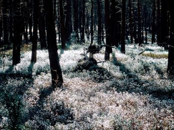 Trees in forest during winter