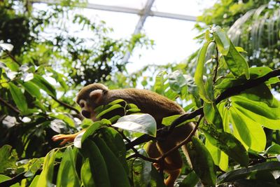 Close-up of lizard on tree