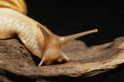Close-up of snail on wood