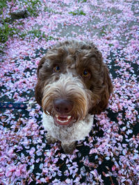 High angle portrait of dog on flower