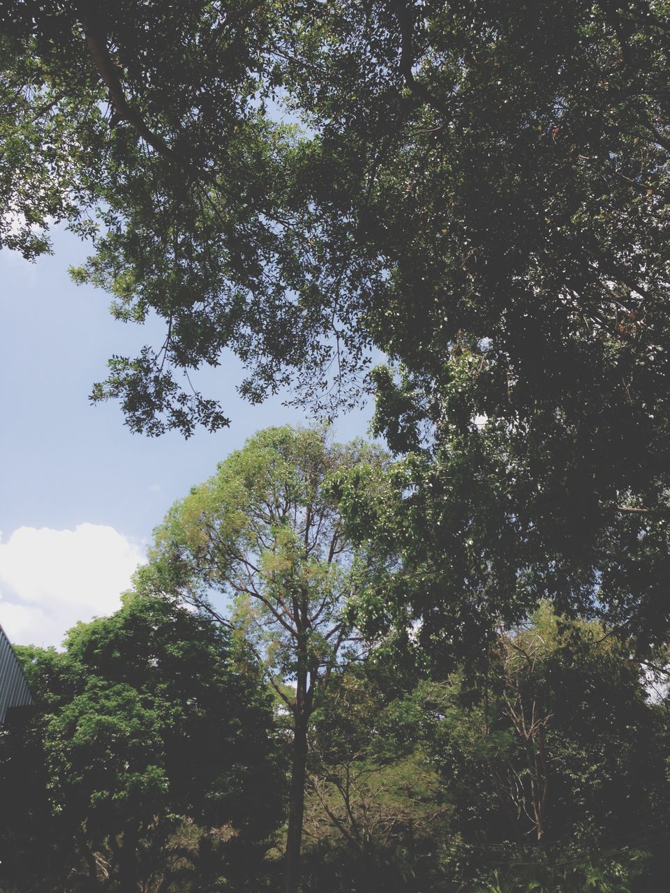 tree, low angle view, growth, branch, tranquility, nature, sky, beauty in nature, green color, forest, tranquil scene, scenics, day, outdoors, no people, lush foliage, sunlight, leaf, tree trunk, idyllic