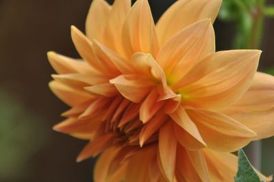 Close-up of yellow flower blooming outdoors