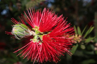 Close-up of pink flowers