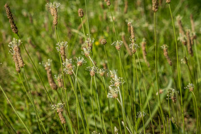 Close-up of flowering plants on field