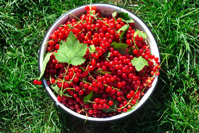 Harvesting berries. ripe red currants in a metal bowl on a background of green grass. local farming 