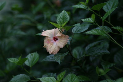 Close-up of pink flower