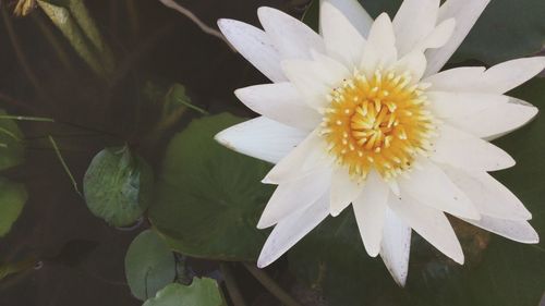 Close-up of white flower blooming outdoors