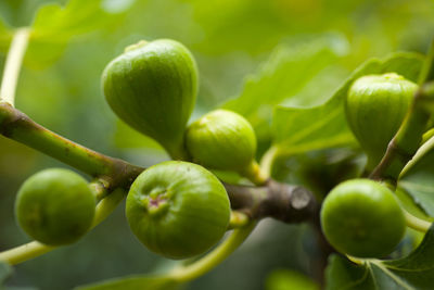 Close-up of fruits