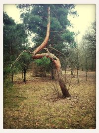 Trees in forest