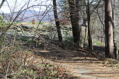 Trees in forest