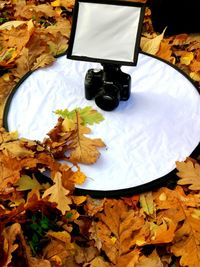 Close-up of autumn leaves on table