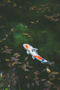 Monet pond at gifu, japan