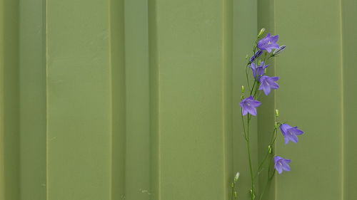 Close-up of purple flowers blooming outdoors