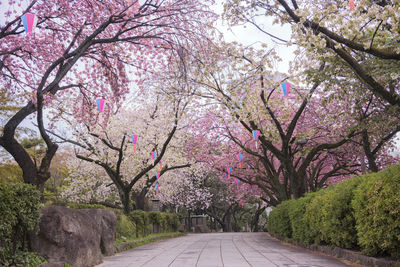 Pink cherry blossoms on road amidst trees