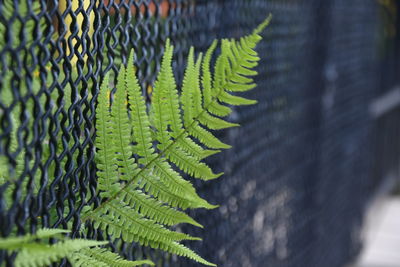 Close-up of plant