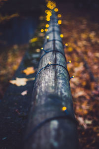 Close-up of sunlight falling on tree trunk