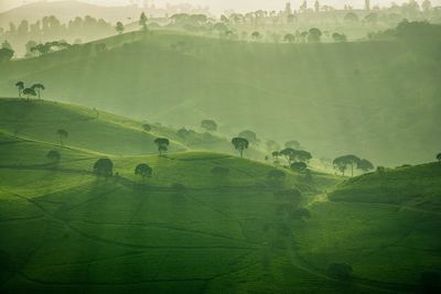 Scenic view of green hill