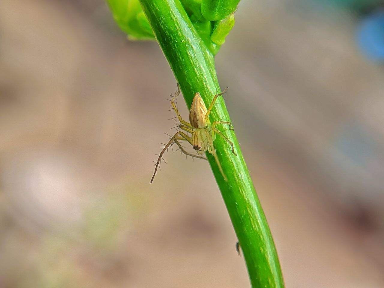 green, animal themes, animal, animal wildlife, insect, one animal, wildlife, close-up, nature, macro photography, plant stem, plant, focus on foreground, no people, macro, animal body part, outdoors, grass, plant part, leaf, day, flower, environment, beauty in nature, food