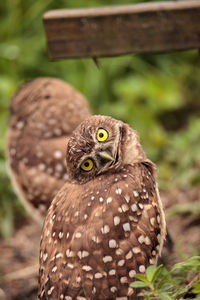 Funny burrowing owl athene cunicularia tilts its head outside its burrow on marco island, florida