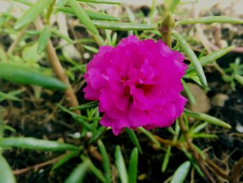 Close-up of pink flower