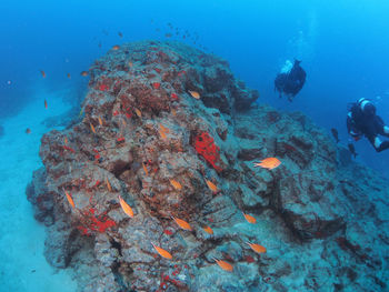 View of fishes swimming in sea