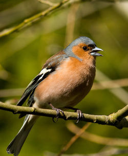 Close-up of bird perching on branch