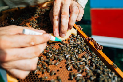 Cropped hand applying medicine on honey bee