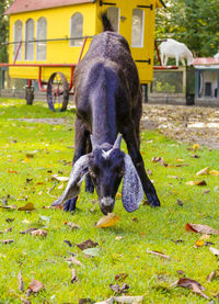 Close-up of horse on field