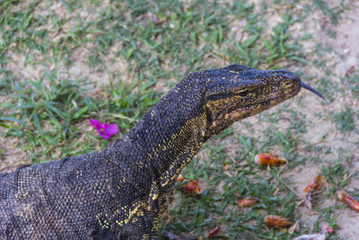 High angle view of a lizard on field