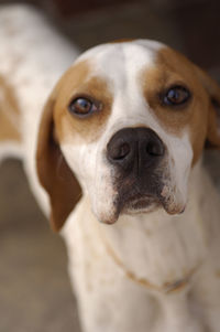 Close-up portrait of dog