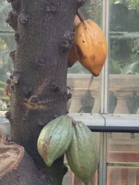 Close-up of fruits growing on tree