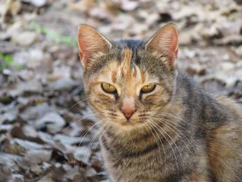 Close-up of tabby cat outdoors