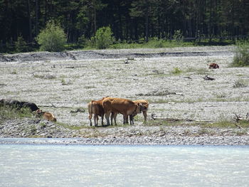 Horses in a field