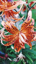 Close-up of day lily blooming outdoors