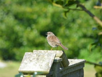 Bird perching on railing