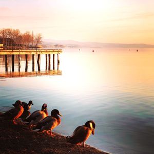 Ducks on a lake