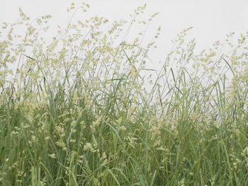 plant
