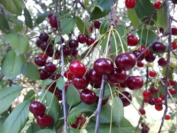 Close-up of red berries growing on tree