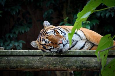 Tiger resting in a zoo