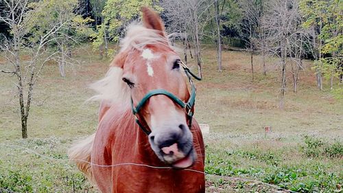 Close-up of horse on field