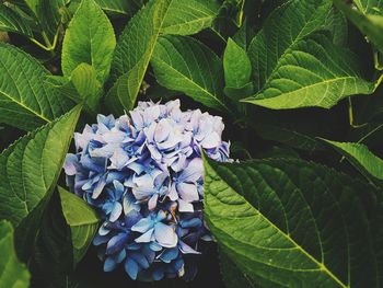 High angle view of hydrangea blooming outdoors